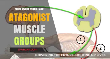 Understanding Agonist and Antagonist Muscle Groups: Functions and Balance