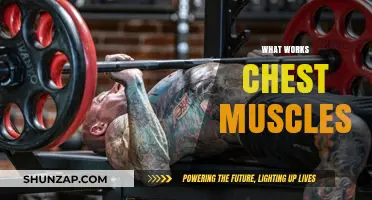 Effective Chest Muscle Workouts: Exercises to Build Strength and Definition