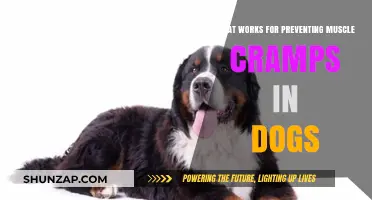 Effective Strategies to Prevent Muscle Cramps in Dogs