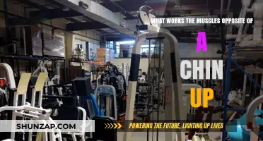 Build Stronger Antagonists: Exercises Targeting Muscles Opposite Chin-Ups