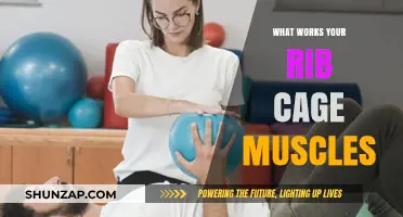 Strengthen Your Rib Cage: Effective Exercises for Core Stability