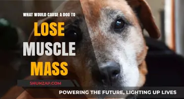 Why Is My Dog Losing Muscle Mass? Common Causes Explained