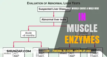 Understanding Mild Muscle Enzyme Elevations: Causes and Implications