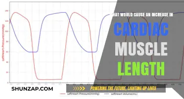 Understanding Factors That Increase Cardiac Muscle Length: Causes Explained