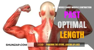 Understanding Muscle Contraction Beyond Optimal Length: Causes and Implications