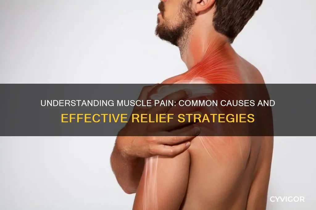 what would cause muscle pain