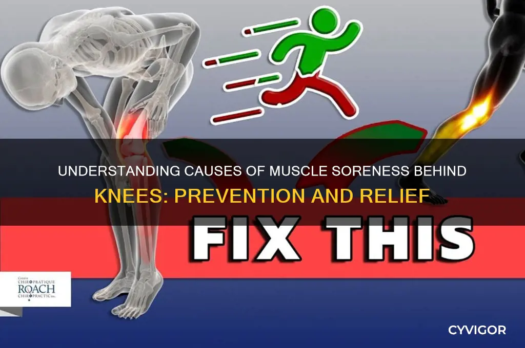 what would cause muscle soreness behind knees