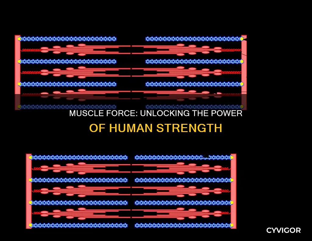 what would muscle force show