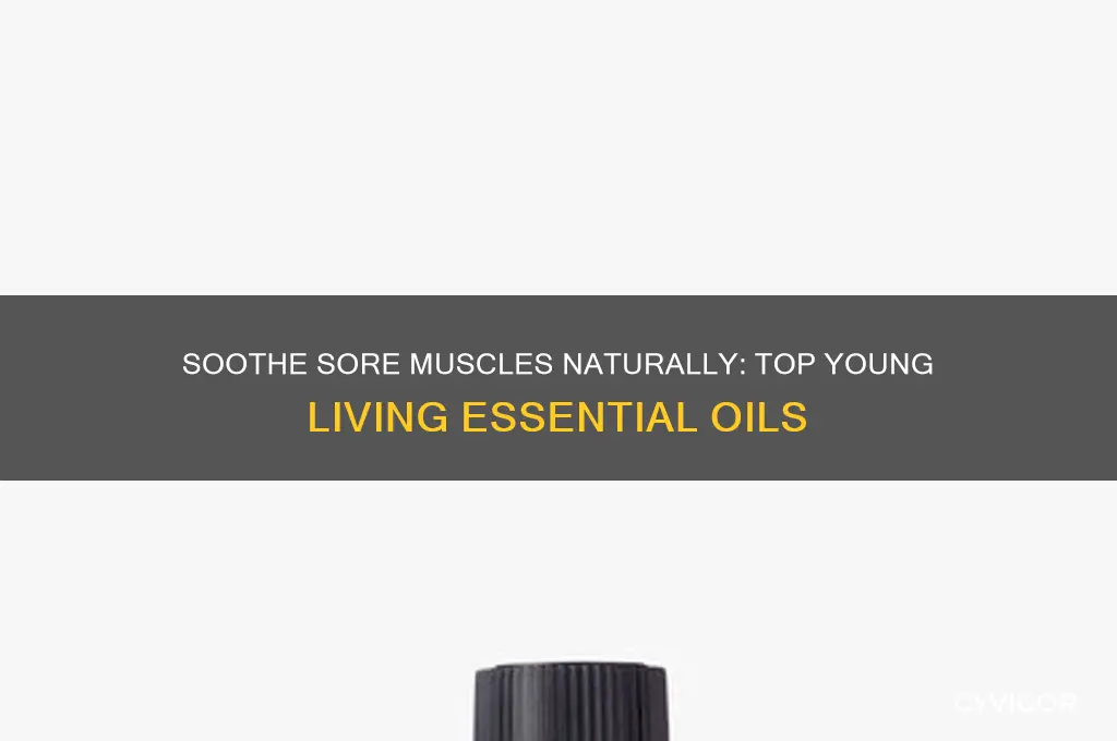 what young living essential oil is good for sore muscles