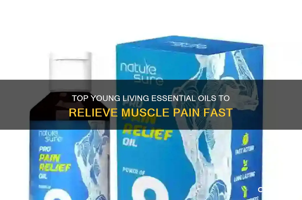 what young living oil is best for muscle pain