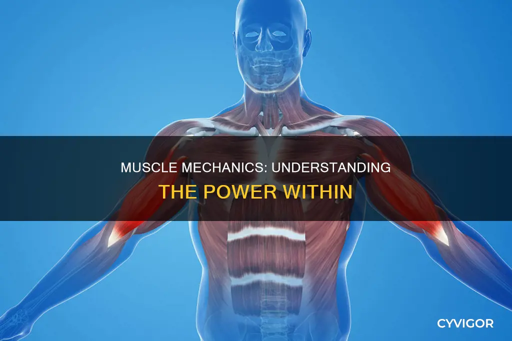 what your muscles do