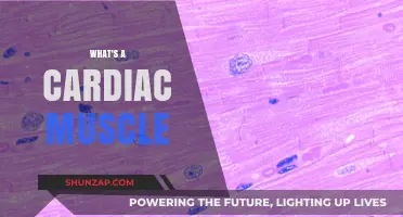 The Heart's Unique Muscle: Cardiac Muscle Explained