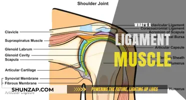 Ligament Muscles: What Are They?