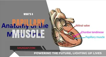 Papillary Muscles: Heart's Essential Gatekeepers