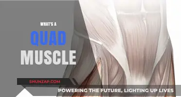 Understanding the Anatomy of Your Quad Muscles