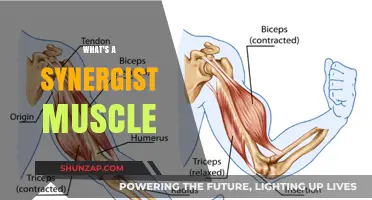 Synergist Muscles: The Secret to Movement and Stability