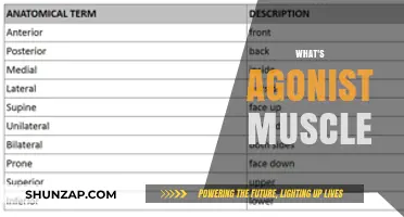 Understanding Muscles: Agonists and Their Role