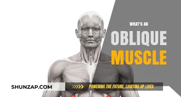 Oblique Muscles: Their Function and Anatomy