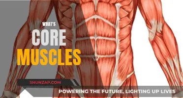 Understanding Your Core Muscles: The Foundation of Your Body