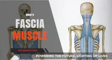 The Fascial Muscle Mystery: Unveiling the Connective Tissue