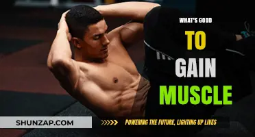 Effective Strategies for Building Muscle: Nutrition, Training, and Recovery Tips