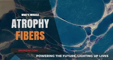 Understanding Muscle Atrophy: Fibers and Degeneration