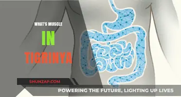 Understanding Muscle Power in Tigrinya