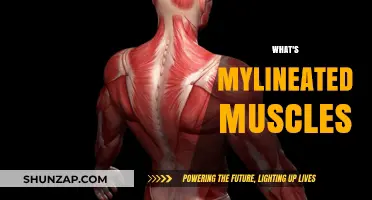 Understanding Your Muscles: The Myolineated Muscle Mystery