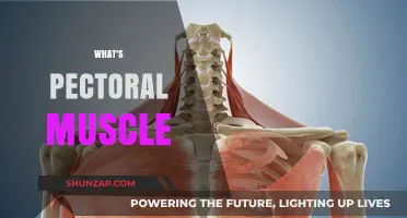 Pectoral Muscle: Understanding Your Chest Muscle
