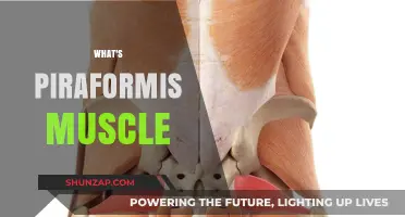 Unlocking the Mystery of Piriformis Muscle