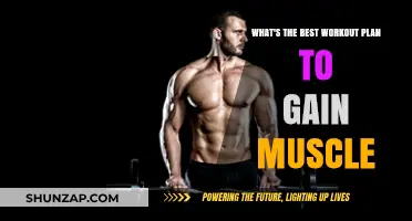 Effective Muscle-Building Workout Plans: Strategies for Optimal Gains