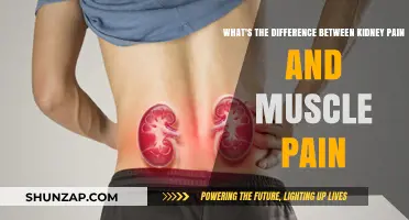 Kidney Pain vs. Muscle Pain: Key Differences and Symptoms Explained