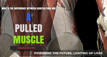 Sciatica vs. Pulled Muscle: Identifying Your Lower Back Pain