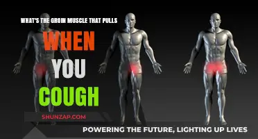 Cough-Induced Groin Pain: Understanding the Muscle Behind the Pull