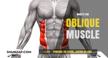 Oblique Muscles: Their Function and Anatomy