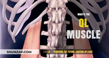 Unlocking the QL Muscle: Understanding its Role and Function