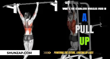 Essential Stabilizer Muscles Engaged During a Perfect Pull-Up