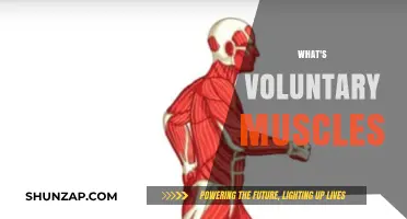 Voluntary Muscles: Our Body's Conscious Movers