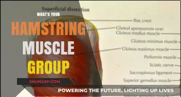 Understanding Your Hamstring Muscle Group: Functions, Anatomy, and Importance