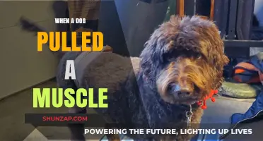 Dog Pulled Muscle: Causes, Symptoms, and Effective Recovery Tips