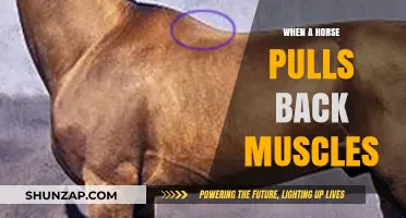Horse Back Muscle Pulls: Causes, Symptoms, and Effective Recovery Tips