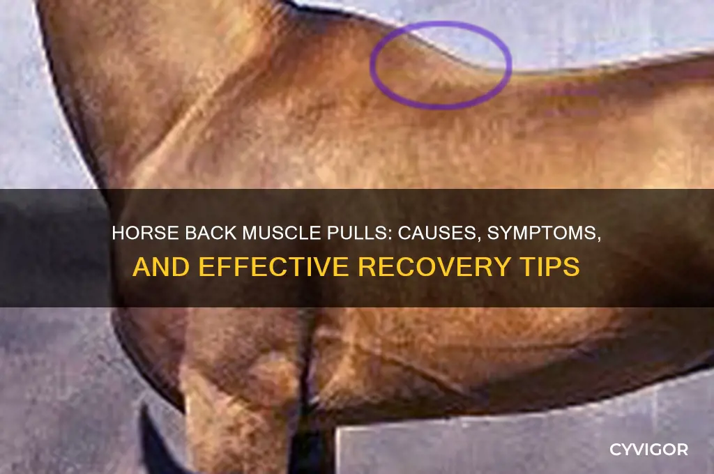 when a horse pulls back muscles