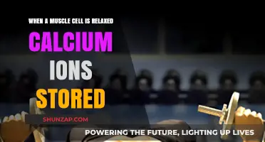 Calcium Storage in Relaxed Muscle Cells: Unlocking the Mechanism