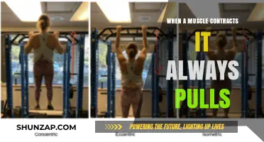 Muscle Contractions: Understanding the Pulling Mechanism in Human Movement