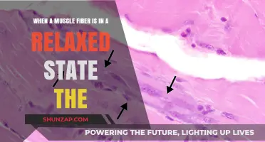 Understanding Muscle Relaxation: The Science Behind Resting Muscle Fibers