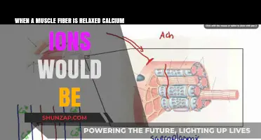 Calcium Ions and Muscle Relaxation: Understanding the Role in Resting Fibers