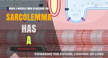 Relaxed Muscle Fibers: Sarcolemma's Role in Resting State Explained