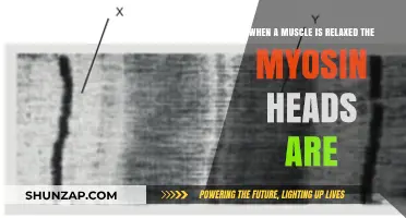Relaxed Muscles: Understanding Myosin Heads' Role in Muscle Relaxation