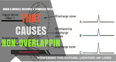 Non-Overlapping Stimulus Frequency: How Muscles Respond to Isolated Signals