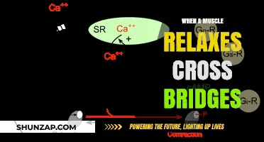 Understanding Muscle Relaxation: The Role of Cross Bridges in Contraction